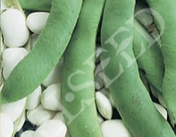 Zelseed  Fazole zahradní tyčková ´Albena´