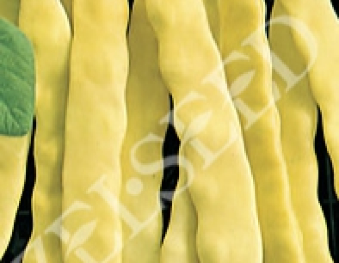 Zelseed Fazol obecný tyčkový  ´Anita´