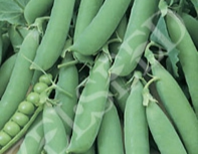 Zelseed Hrách setý dřeňový Hermes