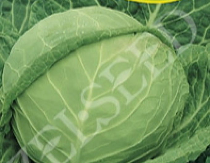 Zelseed Kapusta jarní ´Zora´