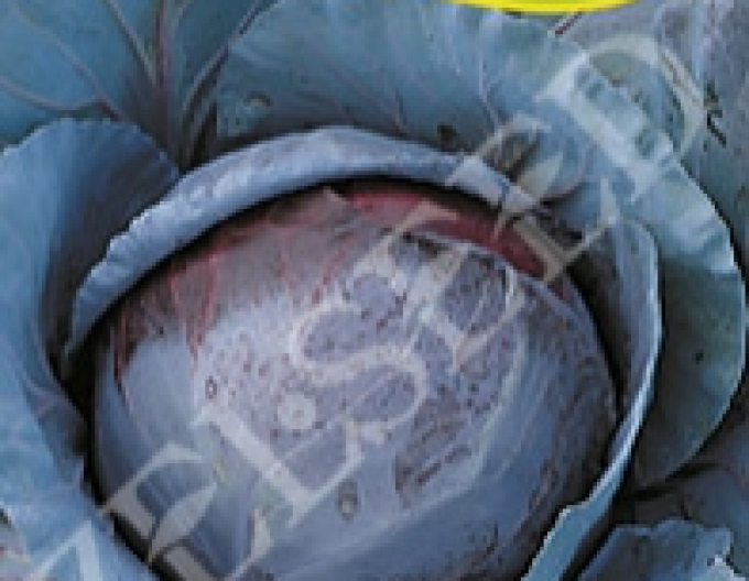 Zelseed Červené zelí ´Mars´