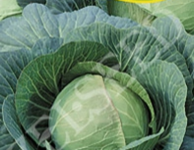 Zelseed Kapusta ´Pourovo Polopozdní´