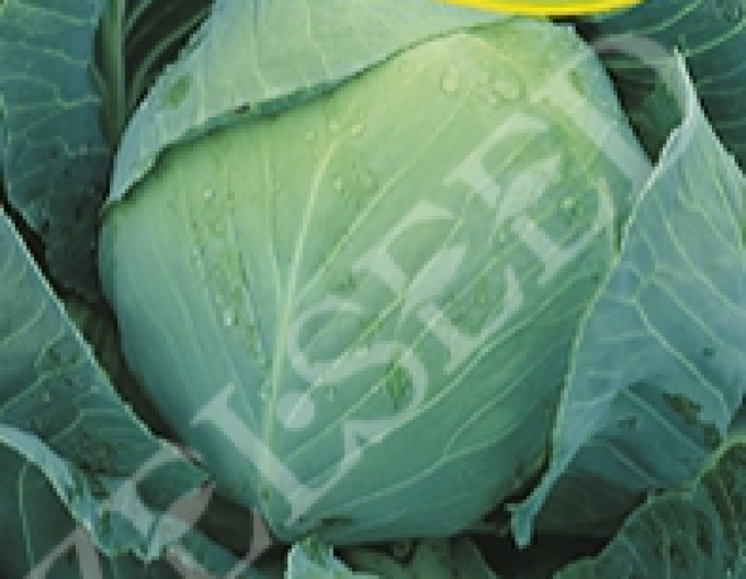Zelseed Kapusta Polar