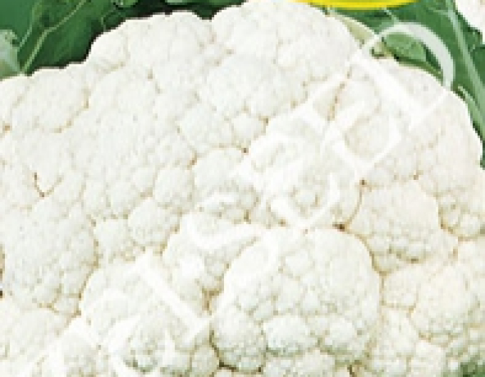 Zelseed Květák ´Bora´