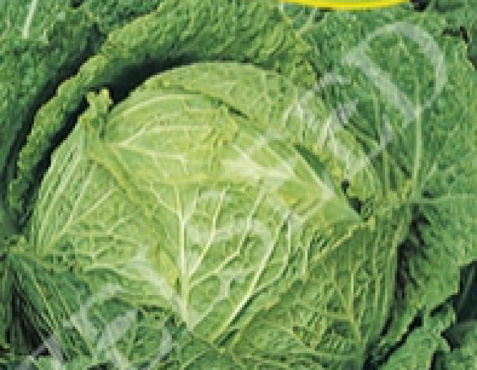 Zelseed Kapusta hlávková Předzvěst