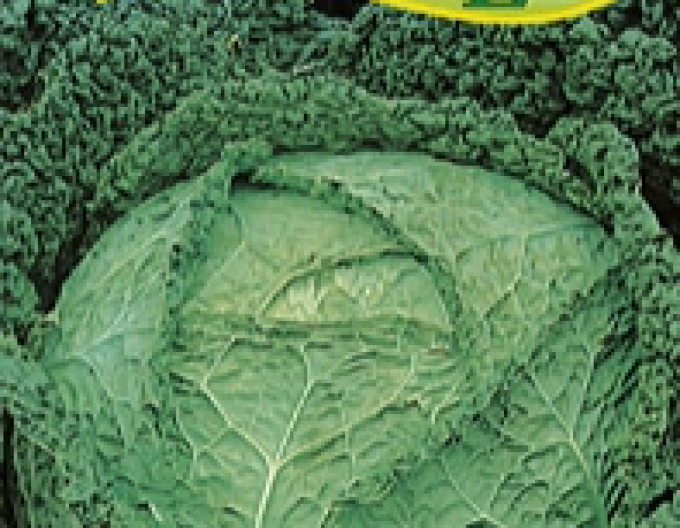 Zelseed Kapusta hlávková ´Vertus 3´