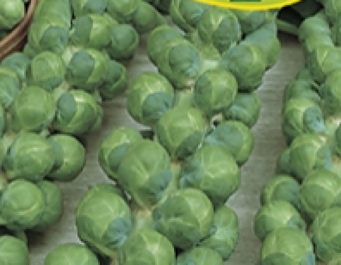 Zelseed Kapusta růžičková ´Casiopea´