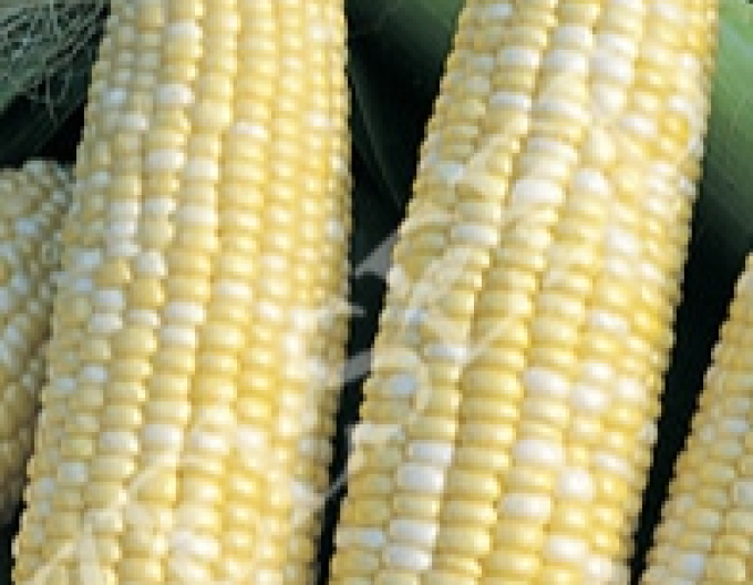 Zelseed Sladká kukuřice ´Alida F1´