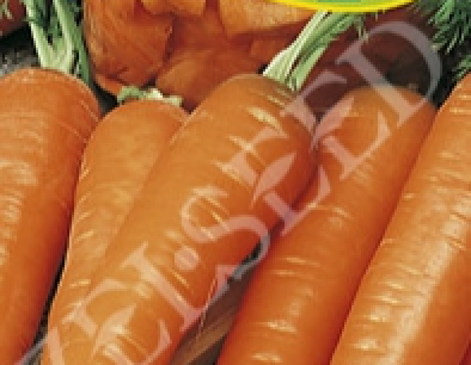 Zelseed Mrkev pro zrychlení´Stupica´