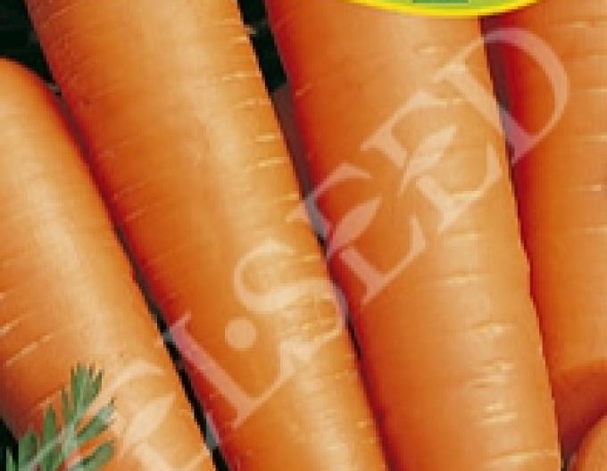 Zelseed Mrkev obecná Olympia