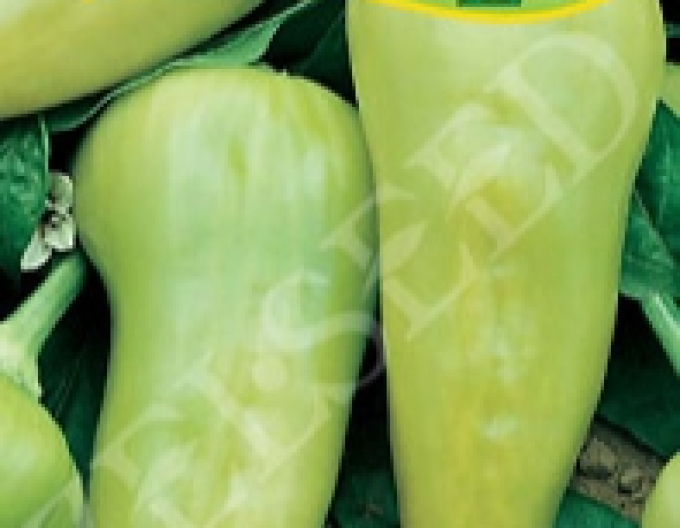 Zelseed Sladká paprika na rychlení ´Duval F1´