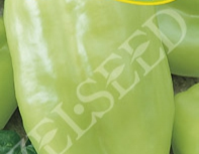 Zelseed Paprika roční ´Nova´