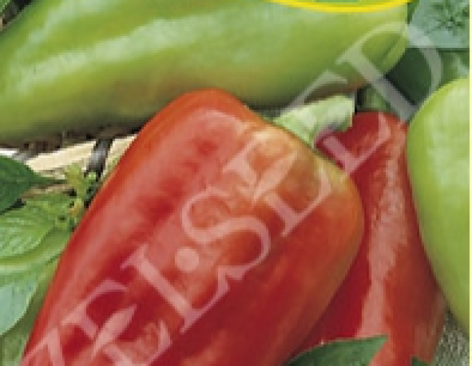 Zelseed Paprika roční ´Petra´