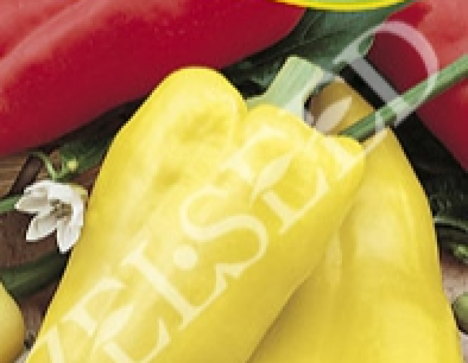 Zelseed Paprika roční ´Aurea´