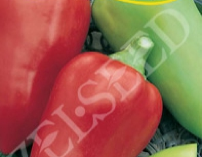 Zelseed Paprika roční ´Polanova´