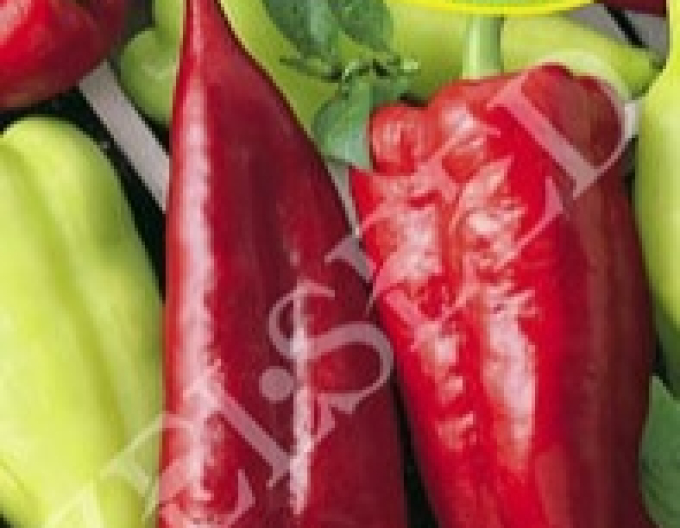 Zelseed Paprika roční ´Mašenka´