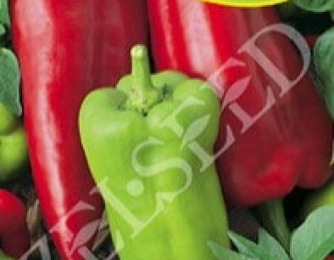 Zelseed Paprika roční Tonka