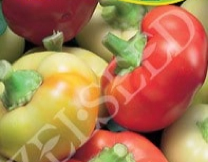 Zelseed Paprika roční  ´Ilika´