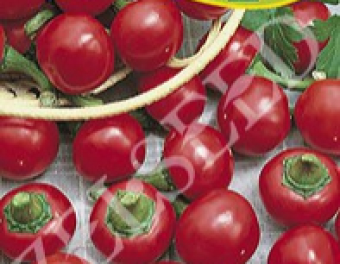 Zelseed Cherry paprika Coral