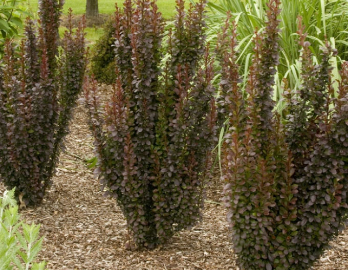 Dřišťál Thunbergův ´ "Red Rocket"