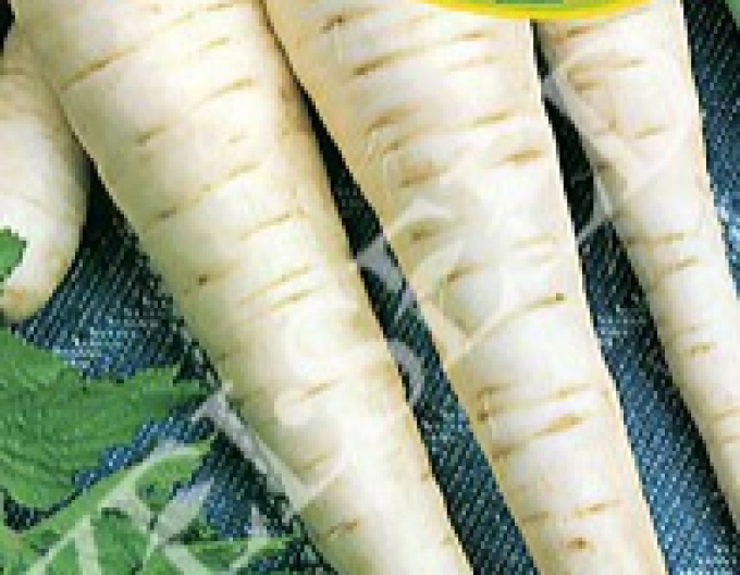 Zelseed Pastinák setý ´Dlouhý bílý´