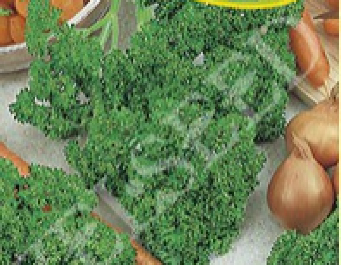 Zelseed Zahradní petržel naťová  Astra