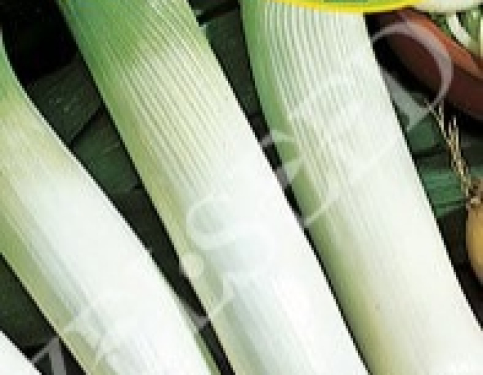 Zelseed Pór pěstovaný Elefant