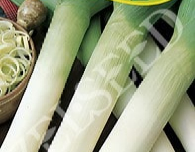 Zelseed Pór pěstovaný ´Starozagorski Kamuš´