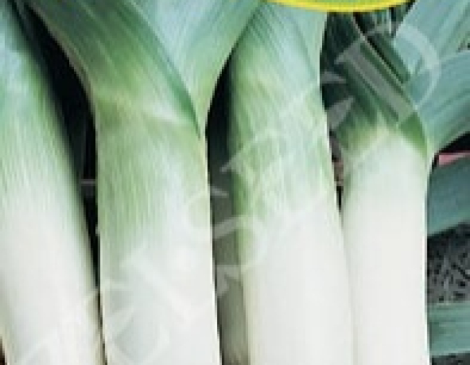 Zelseed Pór pěstovaný Leonard