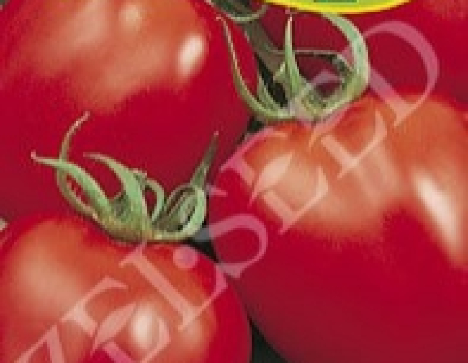 Zelseed Rajče keříčkové  Denár