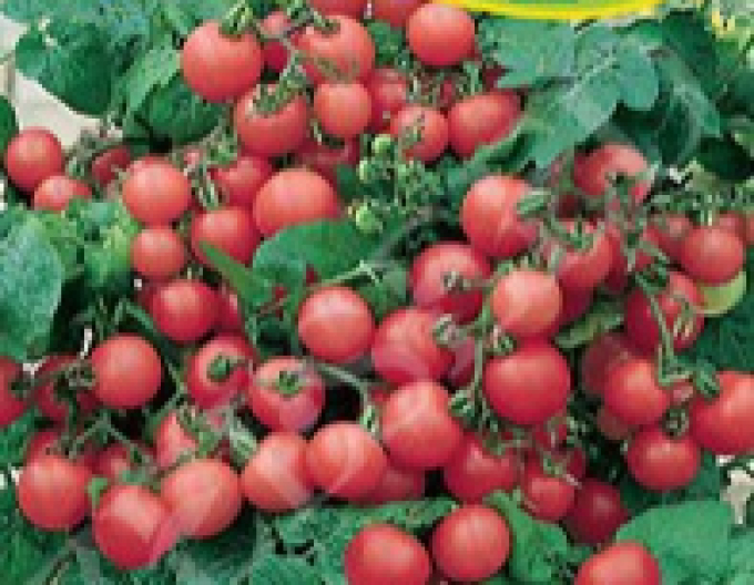 Zelseed Balkonové rajče Balkonzauber