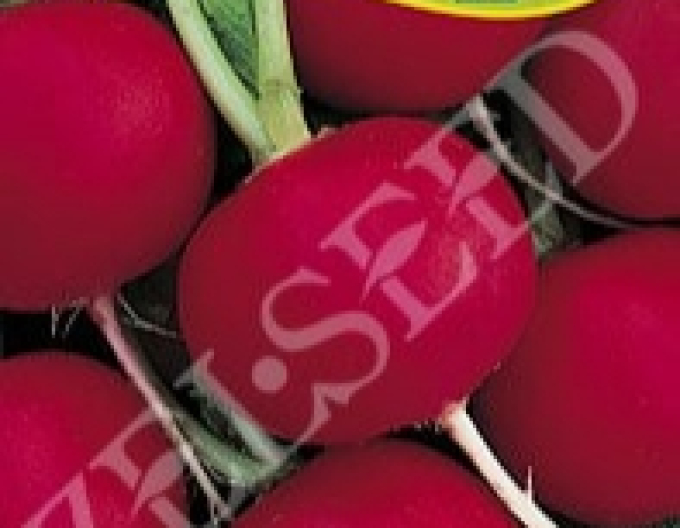 Zelseed Červená ředkev Rhodos