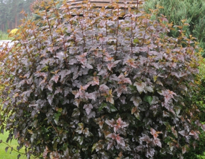 Tavola kalinolistá  Red Baron