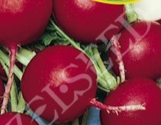 Zelseed Červená ředkev Katka