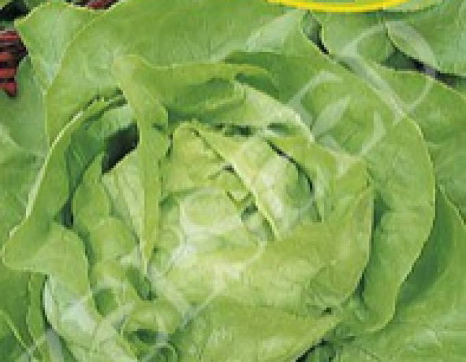 Zelseed Salát hlávkový´Safír´