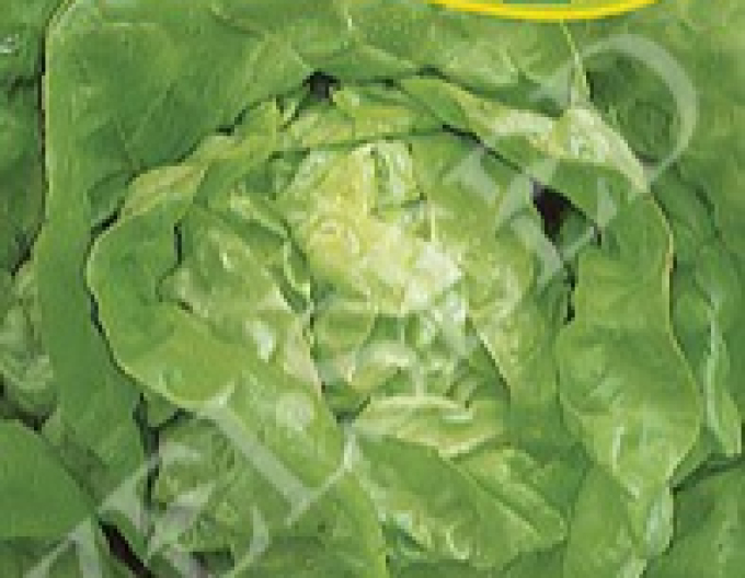 Zelseed Jarní salát ´Král máje I.´