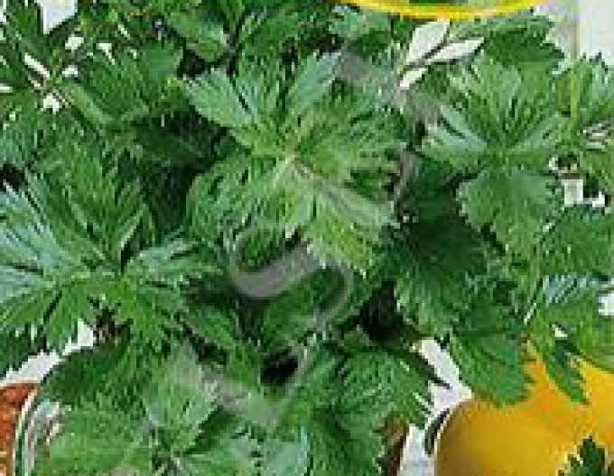 Zelseed Celer ňaťový Jemný