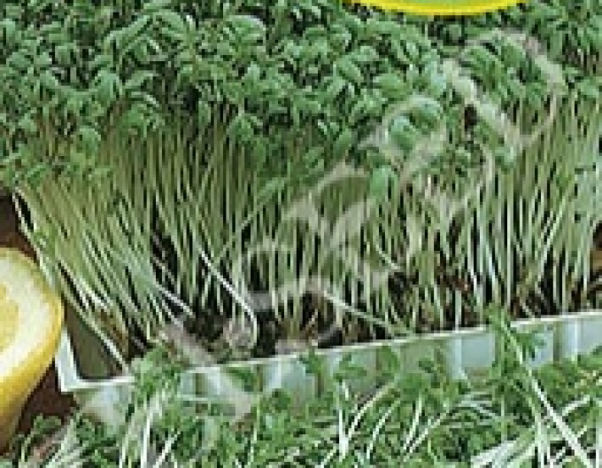 Zelseed Řeřicha zahradní Dánská