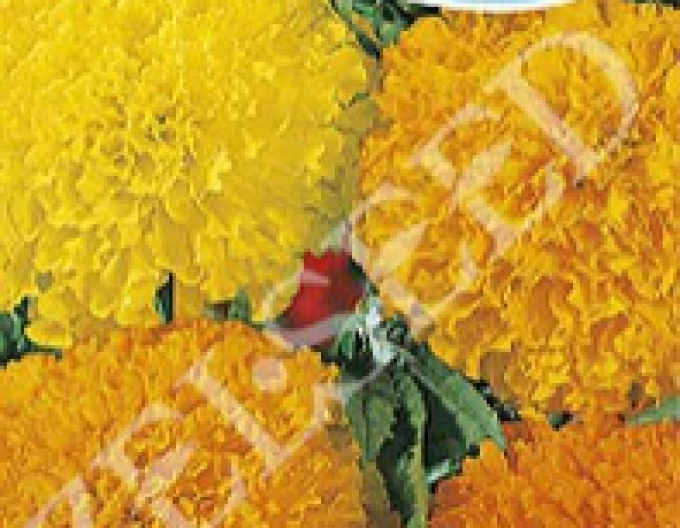 Zelseed  Aksamitník  vysoký Směs