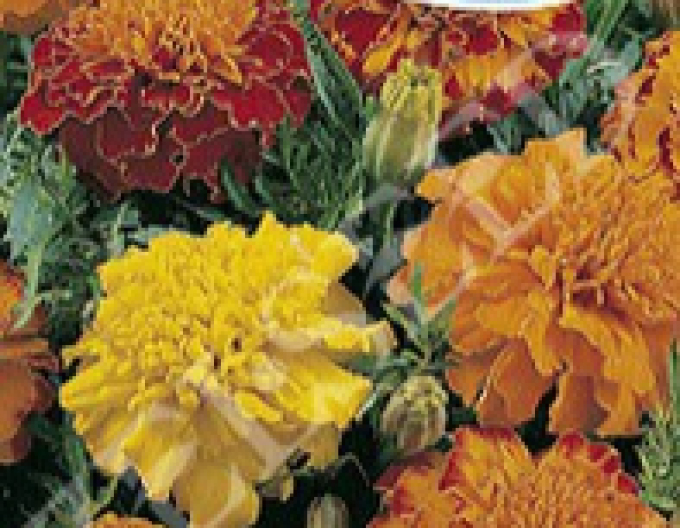 Zelseed  Aksamitník  nízky ´Směs´