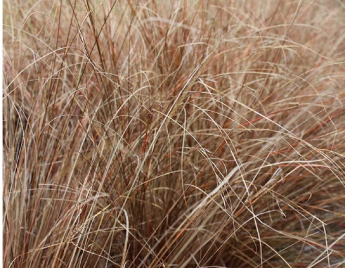 Ostřice Red Rooster