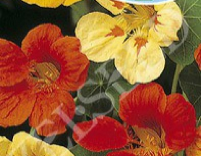 Zelseed Lichořeřišnice ´Mix´