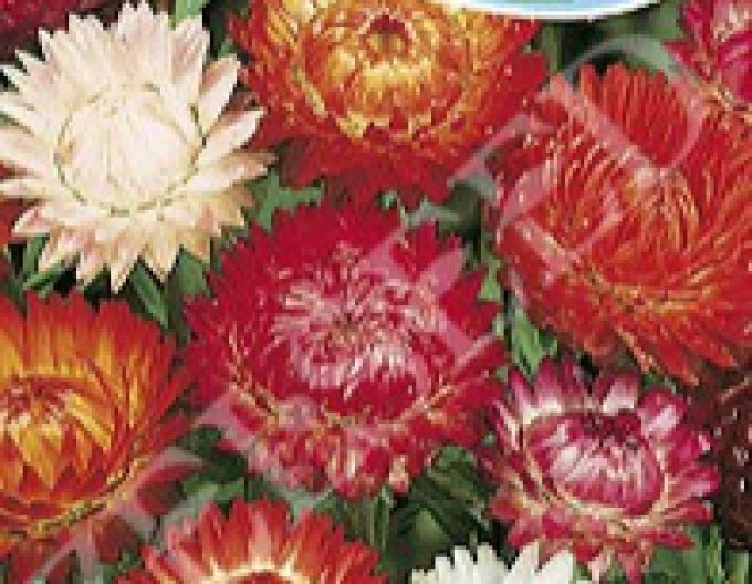 Zelseed Slaměnka vysoká ´Mix´