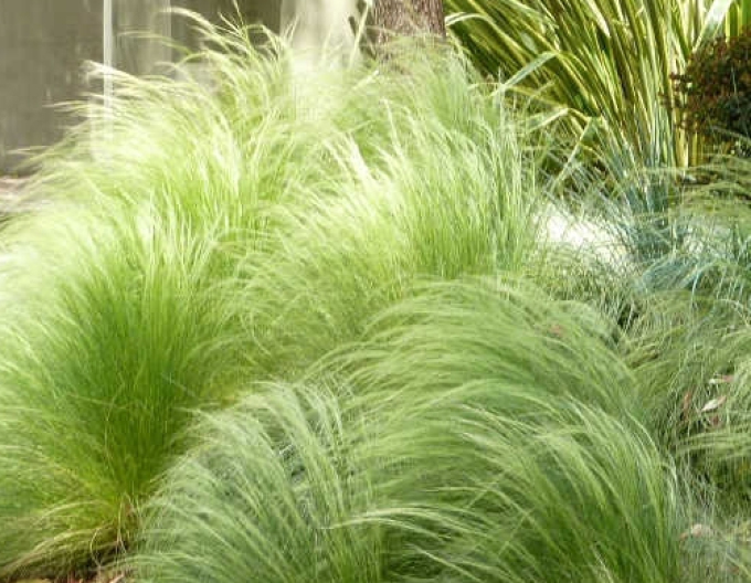 Kavyl péřovitý ’Ponytails’