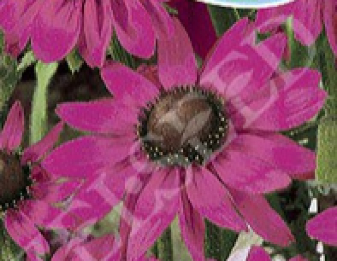 Zelseed Rudbekia Pink