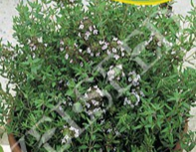 Zelseed Tymián obecný