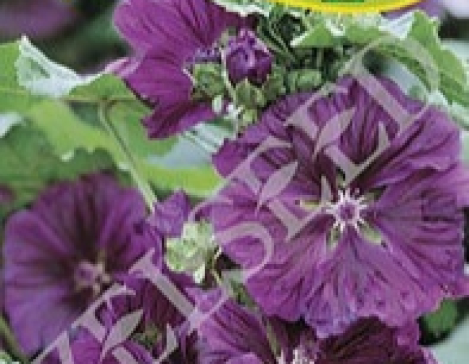 Zelseed maurský sléz