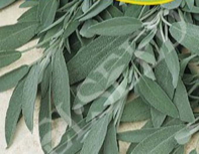 Zelseed Šalvěj lékařská