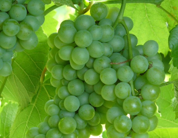 Réva vinná Diamant, kont. 2L