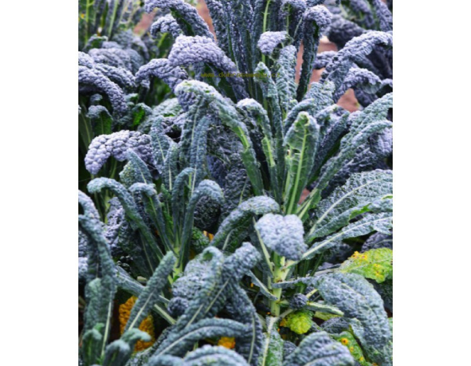 Dobrá semena Kapusta listová Nero di Toscana